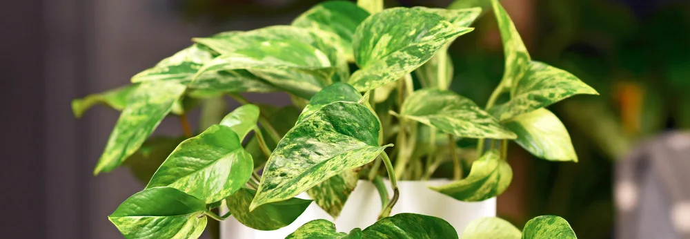 Grüne Pflanze mit gelben Flecken